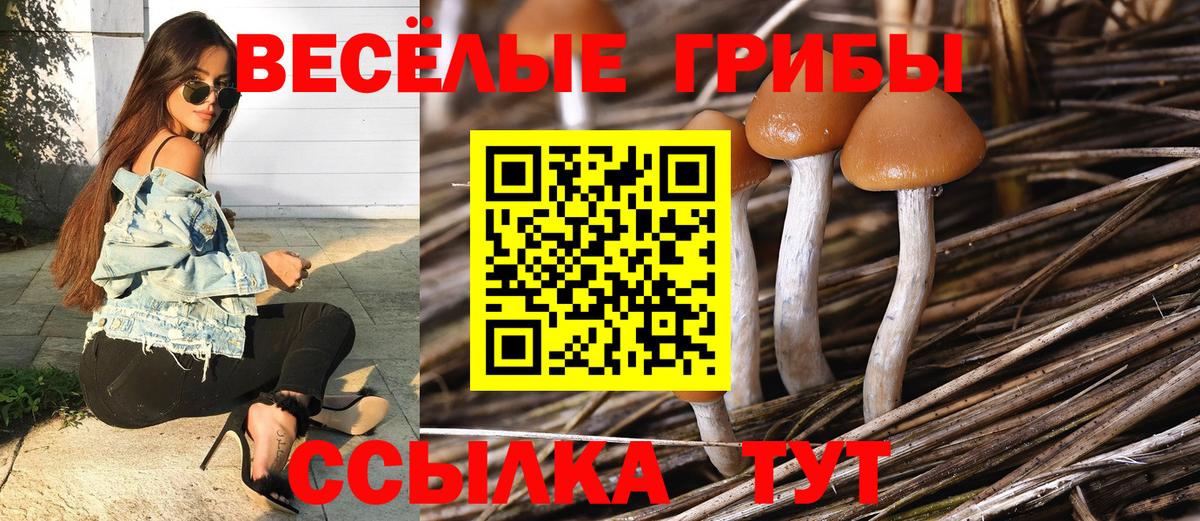 Псилоцибиновые грибы прущие грибы  Псилоцибиновые грибы Cubensis  Вход с VPN  Петрозаводск 